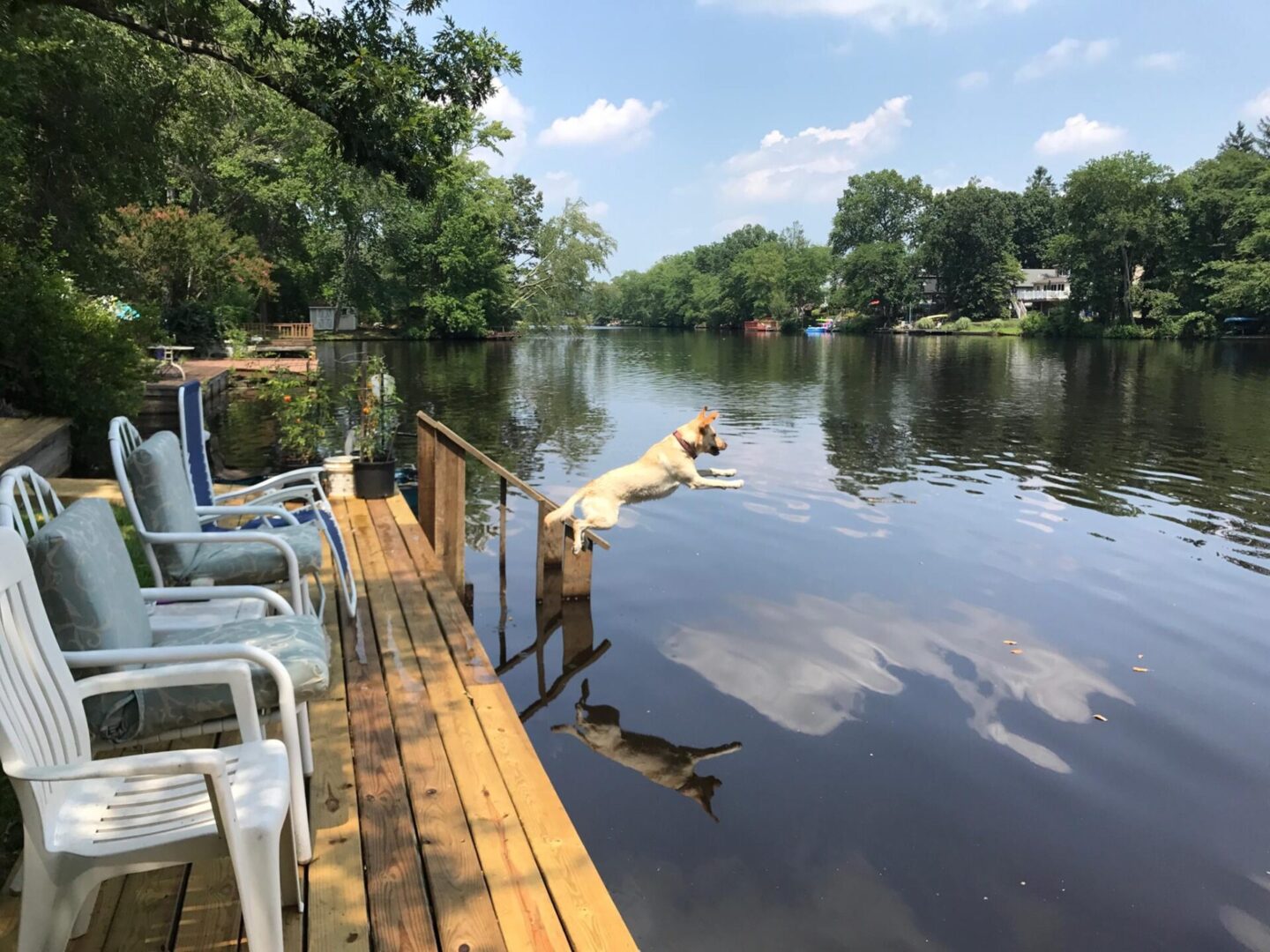 Sadie jumping into lake